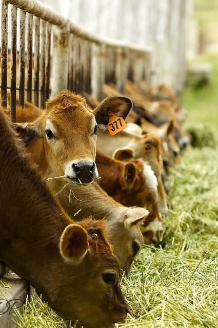 Animal Feed commodity illustration